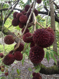 Pulasan (Bud) Fruit Plant