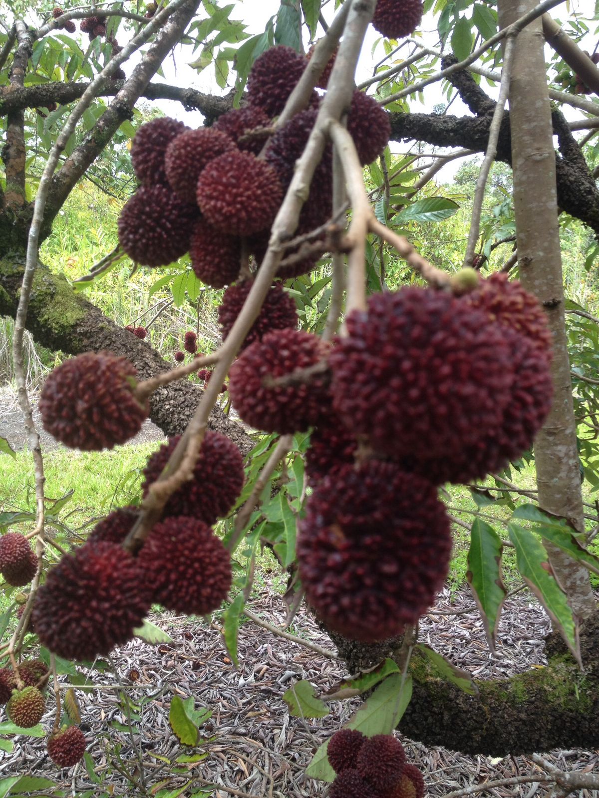 Pulasan (Bud) Fruit Plant
