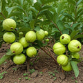 Guava / Perakka (VNR, Layer) Fruit Plant