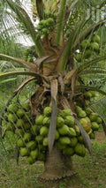 Coconut Tree / Thengu (Malaysian Dwarf) Hybrid Seedling