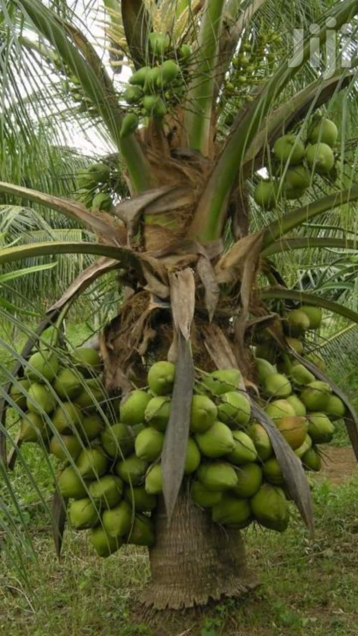 Coconut Tree / Thengu (Malaysian Dwarf) Hybrid Seedling