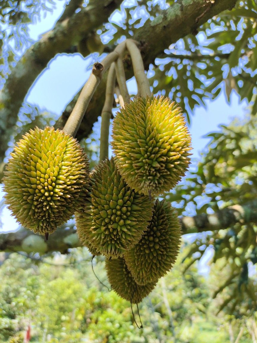 Durian (Musang King, Bud) Fruit Plant