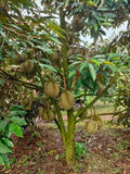 Durian (Seedling) Fruit Plant