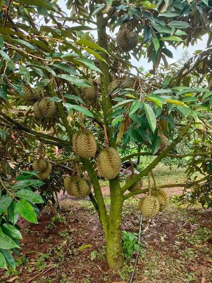 Durian (Seedling) Fruit Plant