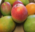 Mango (Kottukonam, Budded) Fruit Plant
