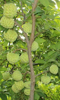 Custard Apple / Seethapazham (Green, Graft) Fruit Plant