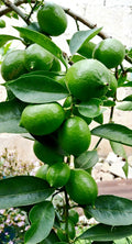 Vadukapuli / Giant Bitter / Pickle Lime (Layer) Fruit Plant
