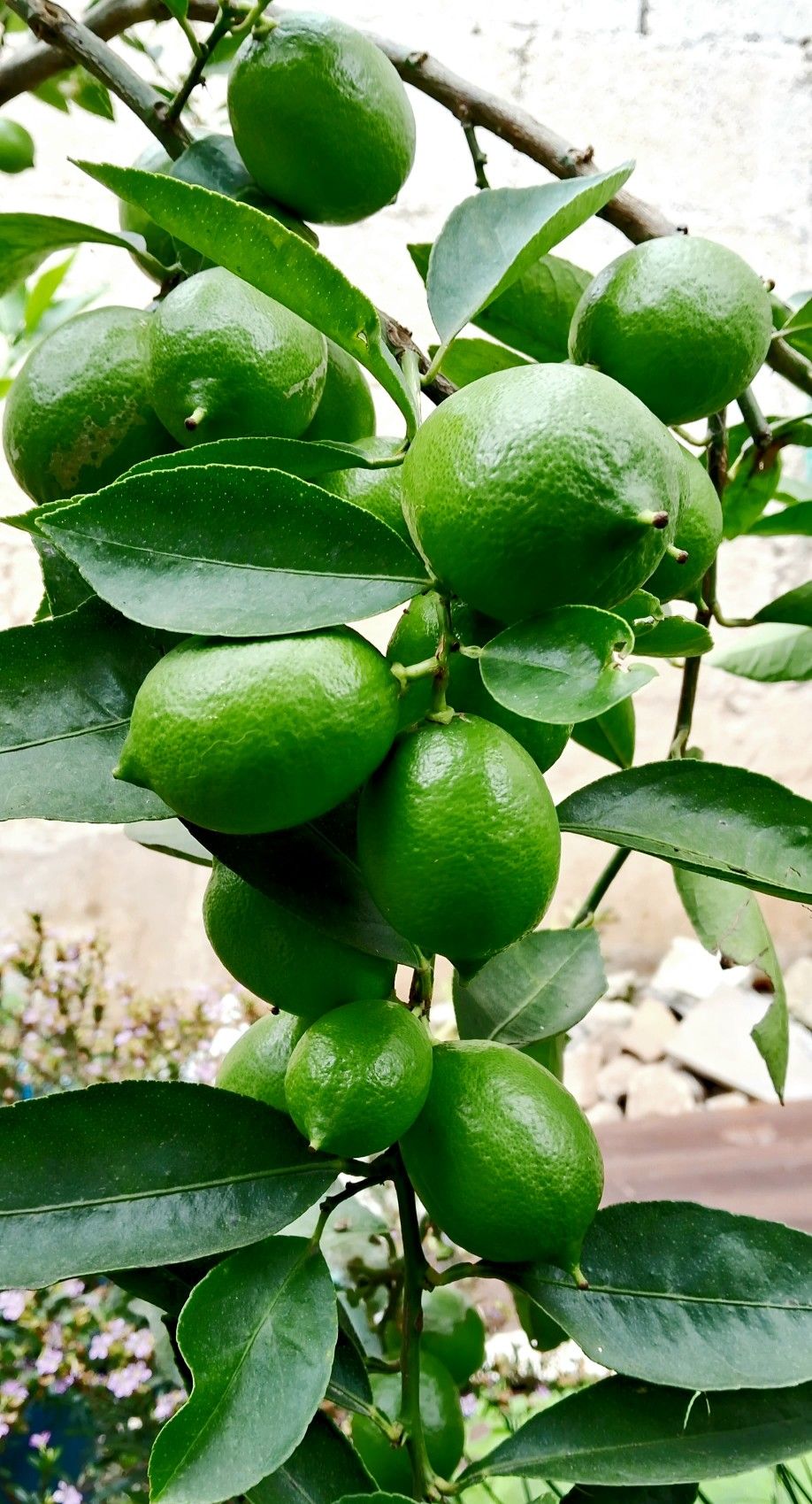 Vadukapuli / Giant Bitter / Pickle Lime (Layer) Fruit Plant