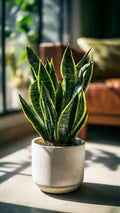 Snake plant