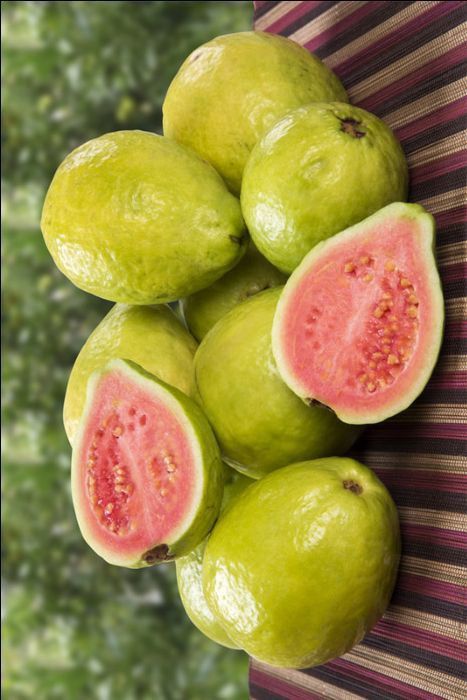 Guava / Perakka (Taiwan Pink, Layer) Fruit Plant