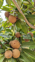 Chikoo / Sapota (Banana, Grafted) Fruit Plant