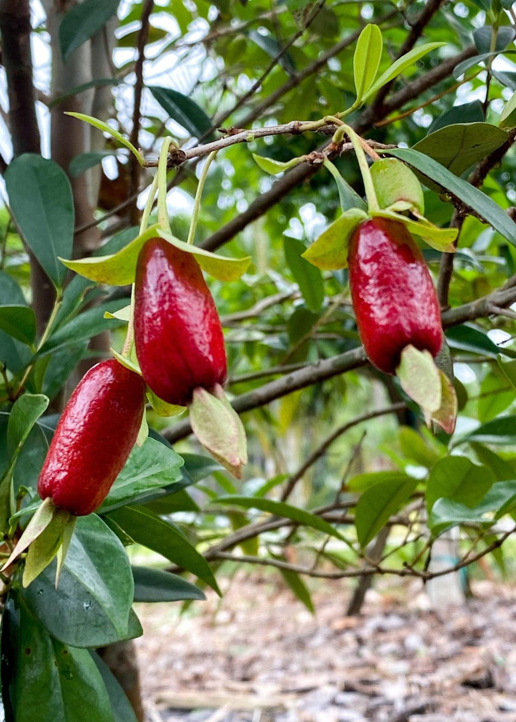 Savannah Cherry (Eugenia Calycina) Fruit Plant