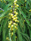 Nellikka / Amla / Indian Gooseberry (Seedling) Plant