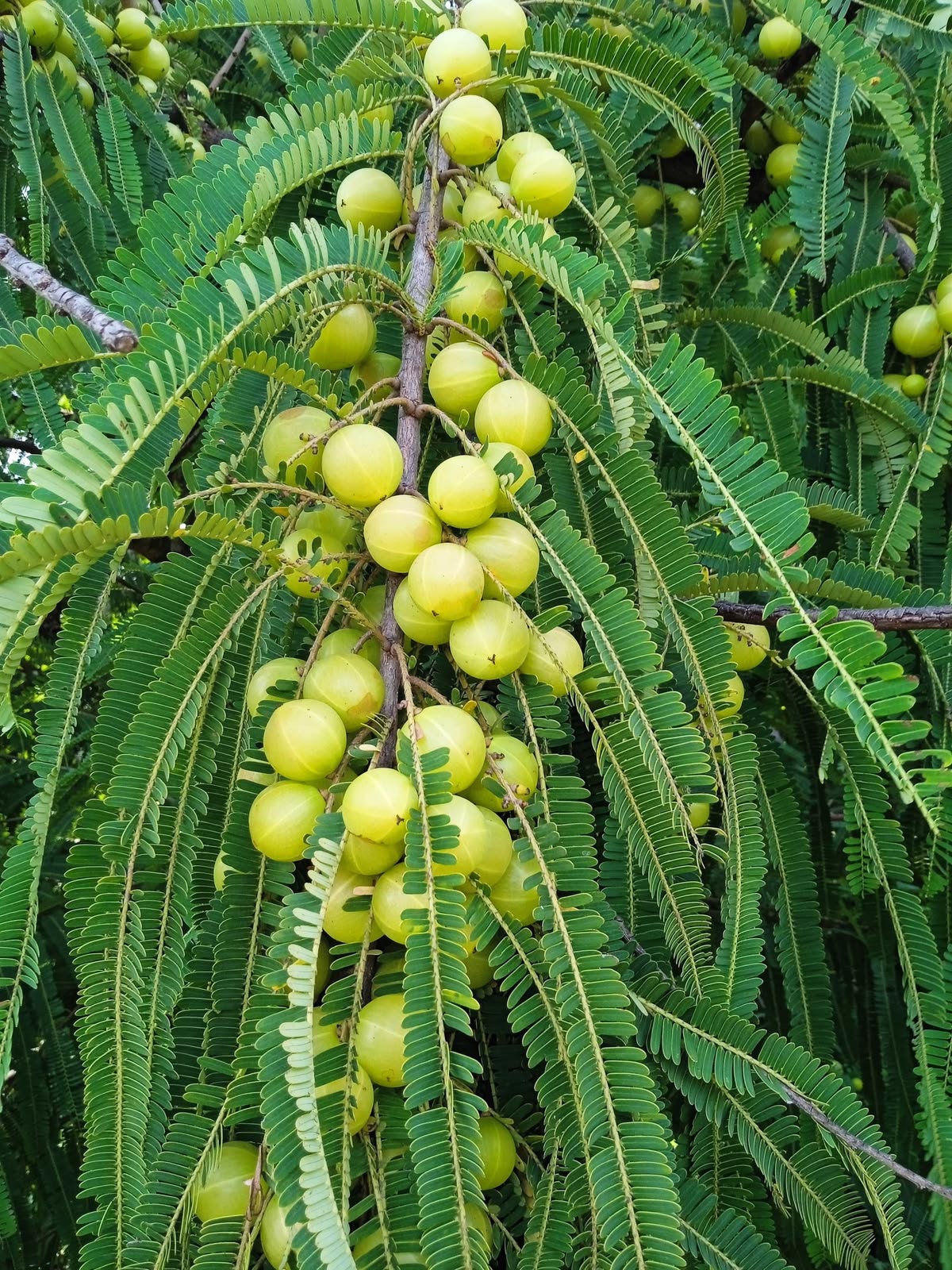 Nellikka / Amla / Indian Gooseberry (Seedling) Plant