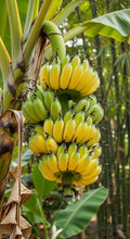 Banana (Nendran, Tissue Culture) Plant | Changalikodan