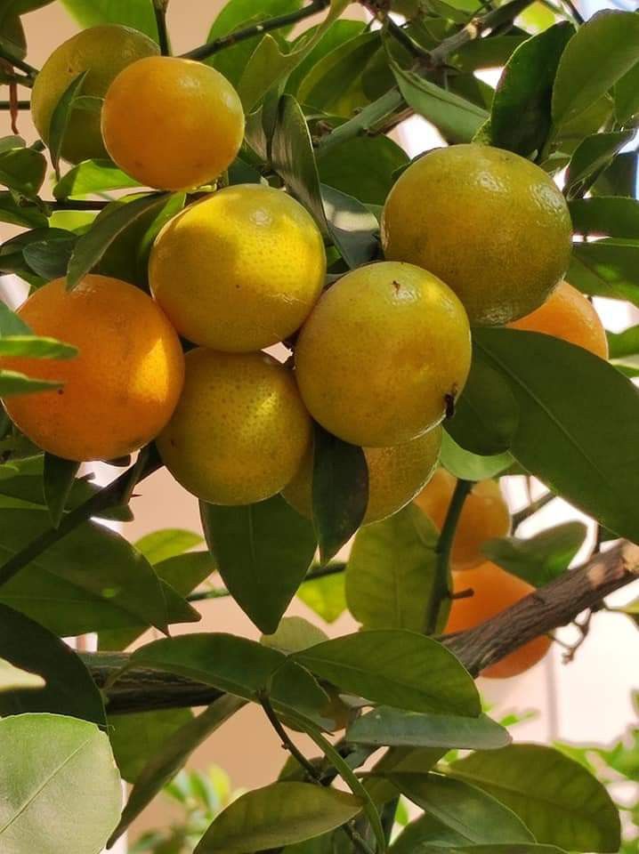 Orange (Nagpur, Layer) Fruit Plant