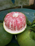 Babloos / Pomelo (Red, Graft) Fruit Plant