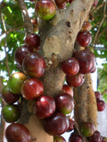 Jabuticaba (Escarlate, Layering) Fruit Plant