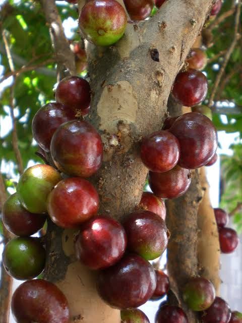 Jabuticaba (Escarlate, Layering) Fruit Plant