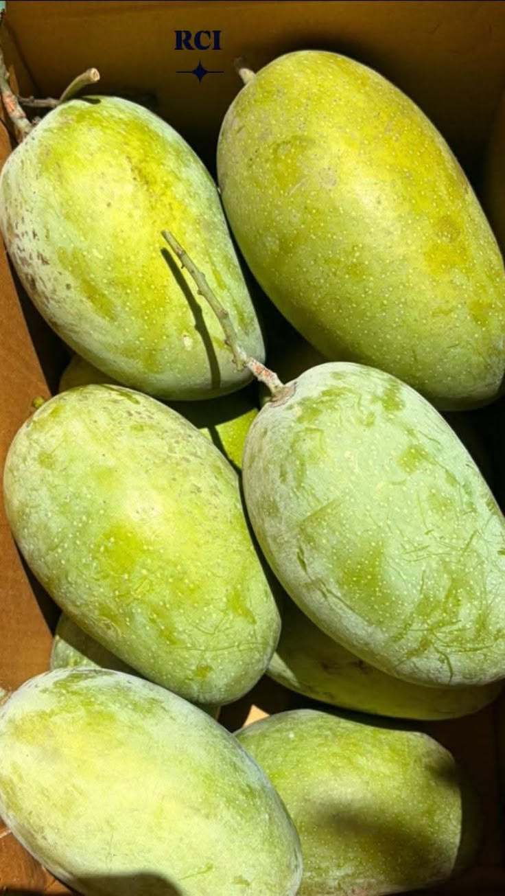Mango (Kesar, Graft) Fruit Plant