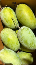 Mango (Kesar, Graft) Fruit Plant