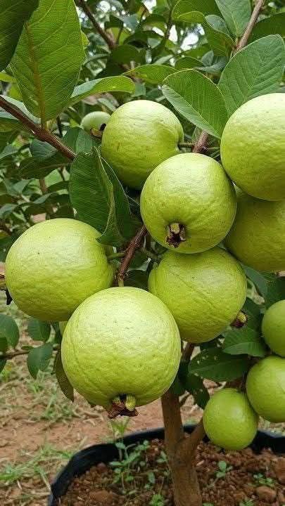 Guava / Perakka (Lucknow 49, Layer) Fruit Plant