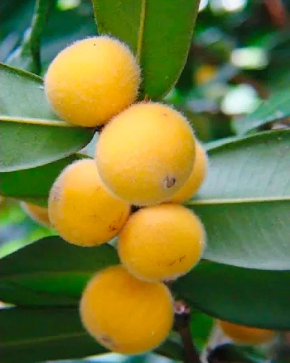 Yellow Jabuticaba (Layering) Fruit Plant