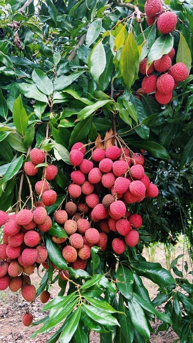 Lychee (Indian, Layering) Fruit Plant
