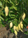 Giant Bonsai Mango (Thailand kullan , Graft) Fruit Plant