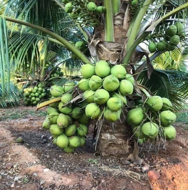 Coconut Tree / Thengu (Ganga Bondom Dwarf) Hybrid Seedling