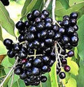 Jamun / Njaval (Seedless, Graft) Fruit Plant