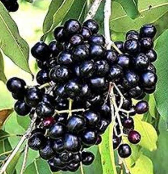 Jamun / Njaval (Seedless, Graft) Fruit Plant