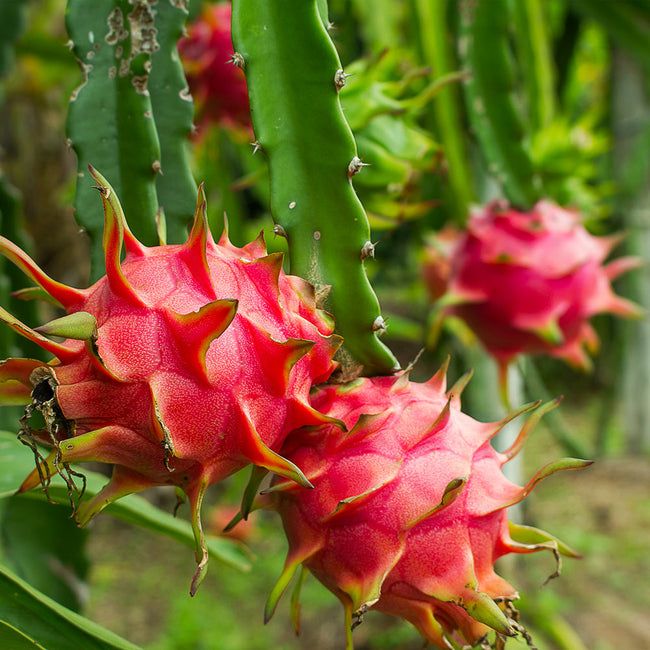 Dragon Fruit (Red) Plant | Sweet Red Flesh Variety