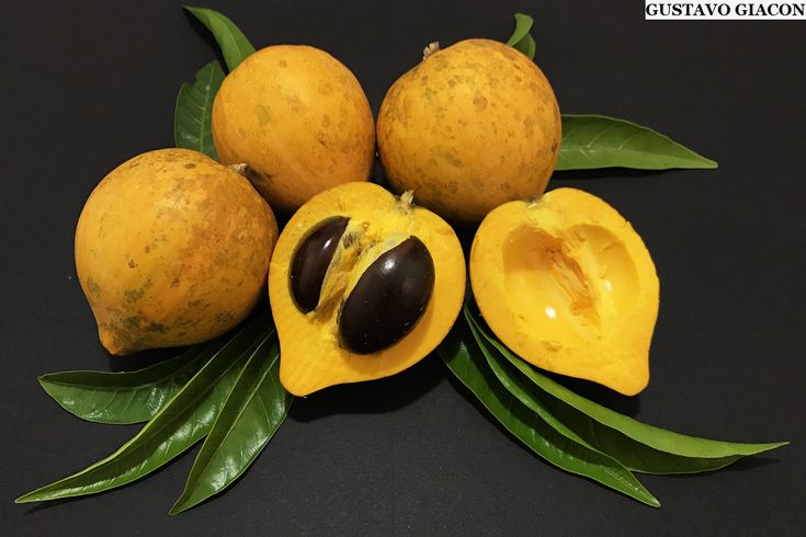 Egg Fruit / Muttapazham (Seedling) Fruit Plant