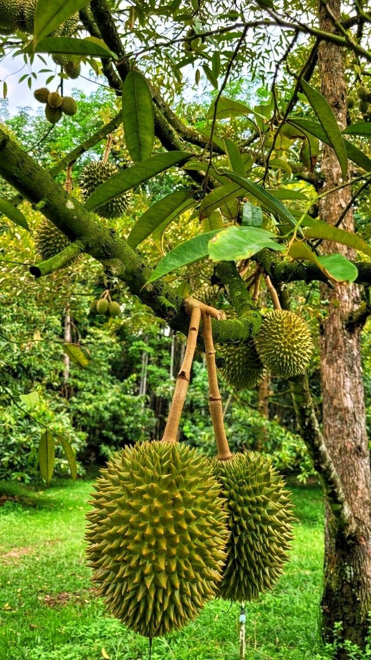 Durian (Nonthapuri, Bud) Fruit Plant