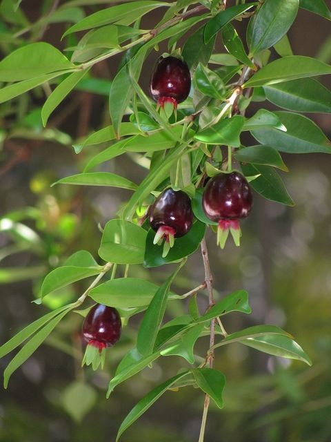 Cherry Of Rio Grande (Layer) Fruit Plant