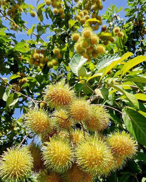 Rambutan (E35 Yellow, Bud) Fruit Plant
