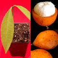 Bacupari (Seedling) Fruit Plant