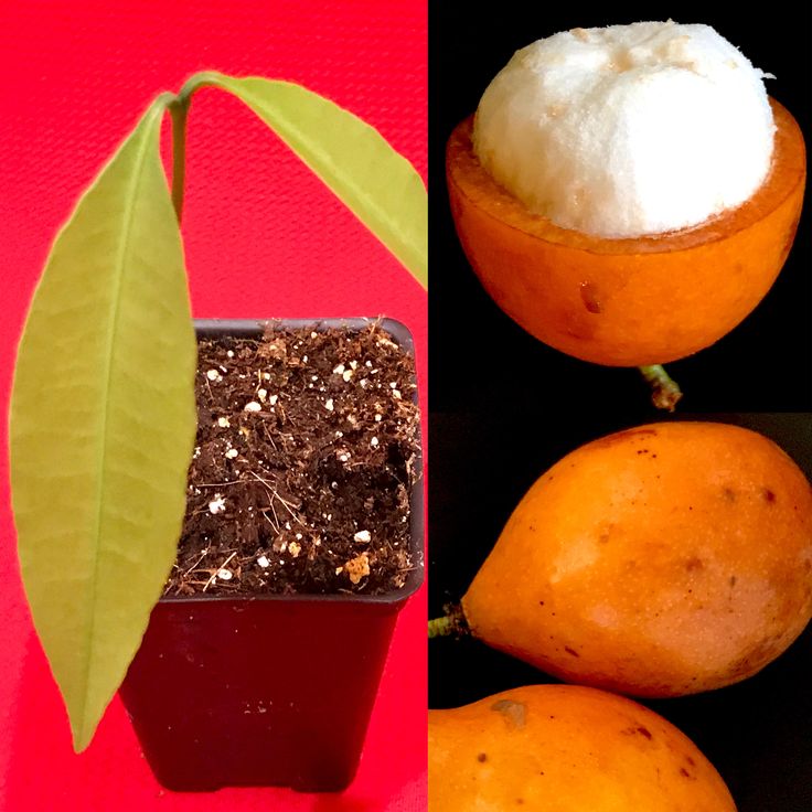 Bacupari (Seedling) Fruit Plant