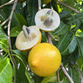 Abiu (Pouteria caimito) Fruit Plant