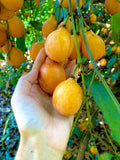 Achachairu (Seedling) Fruit Plant
