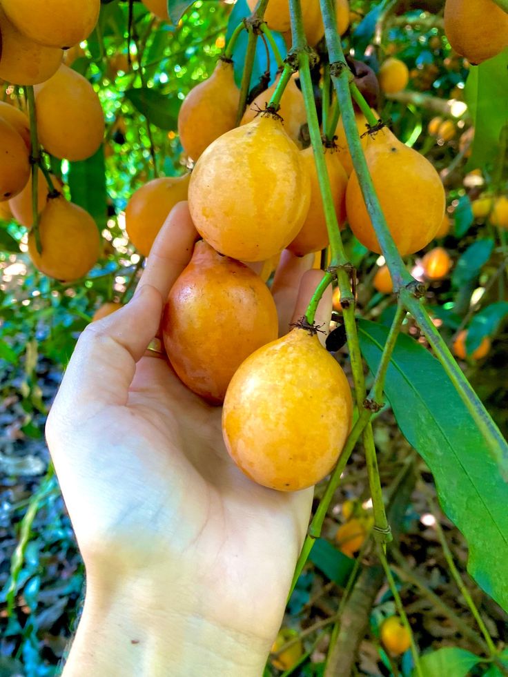 Achachairu (Seedling) Fruit Plant
