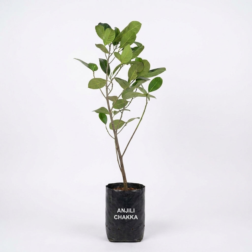 Anjili Chakka seedling live fruit plant in nursery pot with healthy green foliage | Rare tropical fruit plant | Keraleaf
