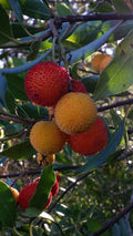 Madrono (Seedling) Fruit Plant