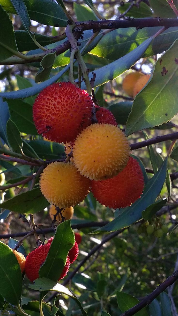 Madrono (Seedling) Fruit Plant