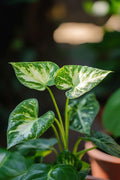 Syngonium Plant (Arrowhead Plant)