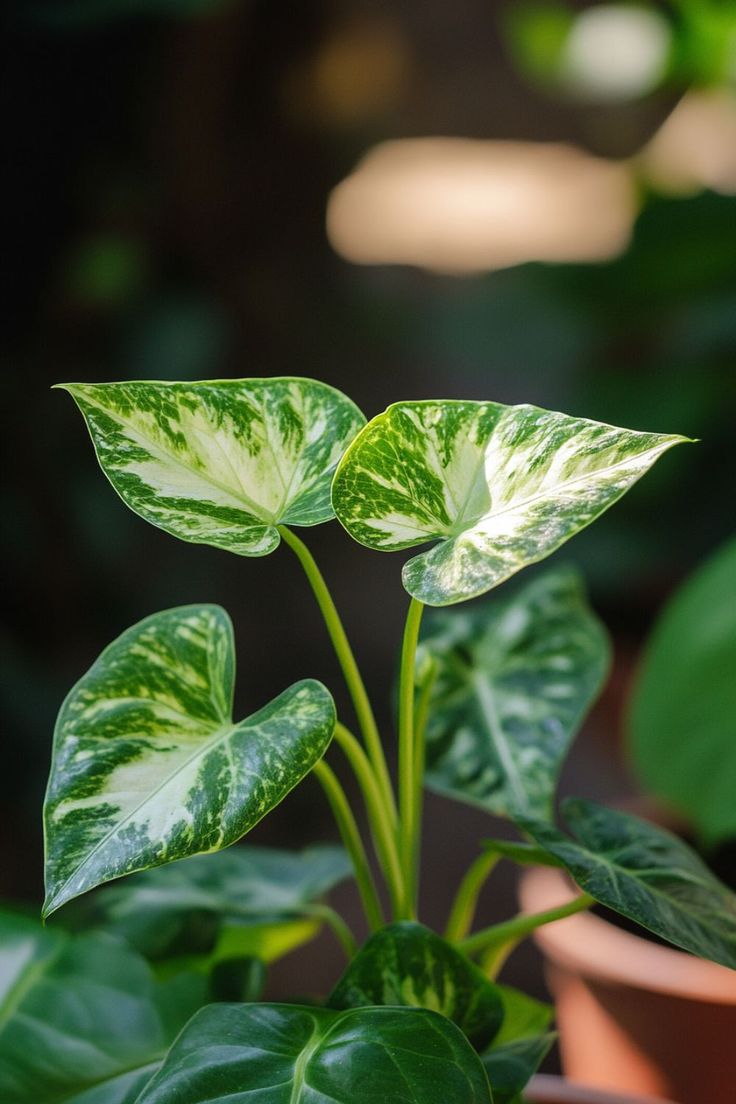 Syngonium Plant (Arrowhead Plant)