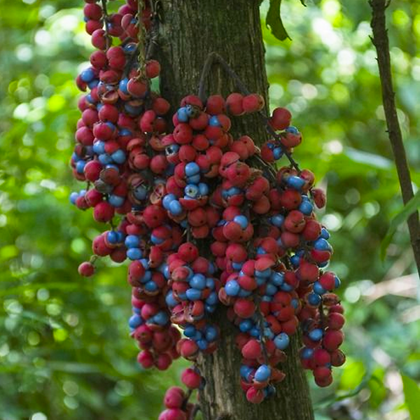 Kungkuni (Seedling) Fruit Plant