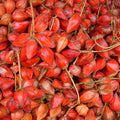 Belembing Darah (Golden Mootty) Seedling Fruit Plant