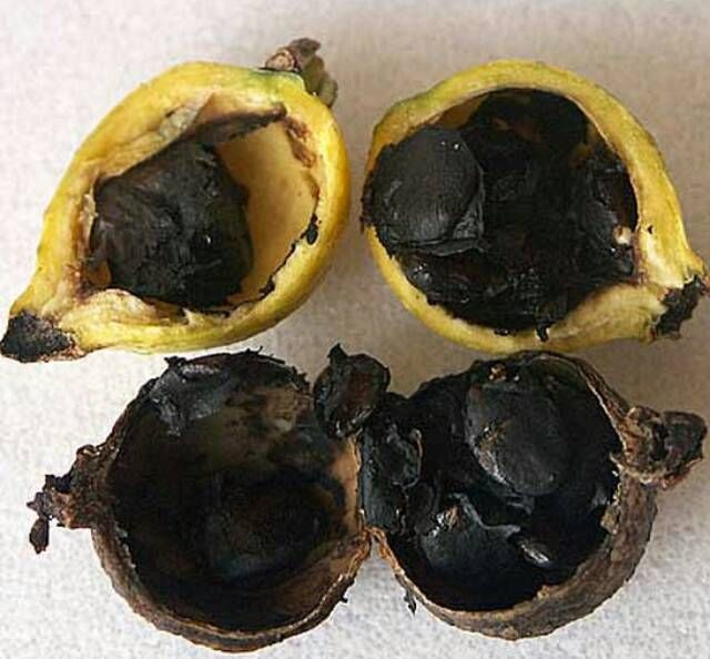 Blackberry Jam (Seedling) Fruit Plant